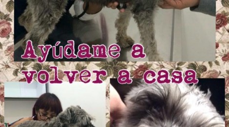 Perrita encontrada en Marina Nacional